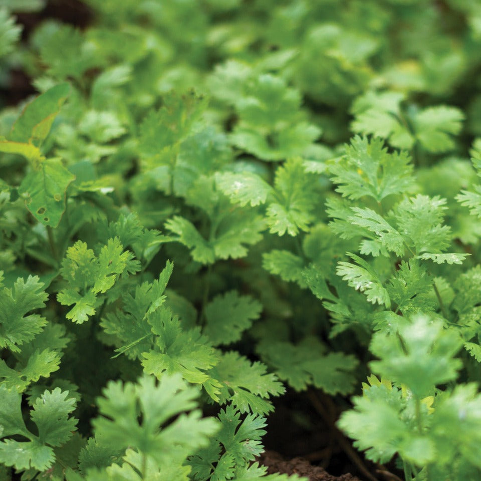 Leisure Splits Cilantro by MIgardener