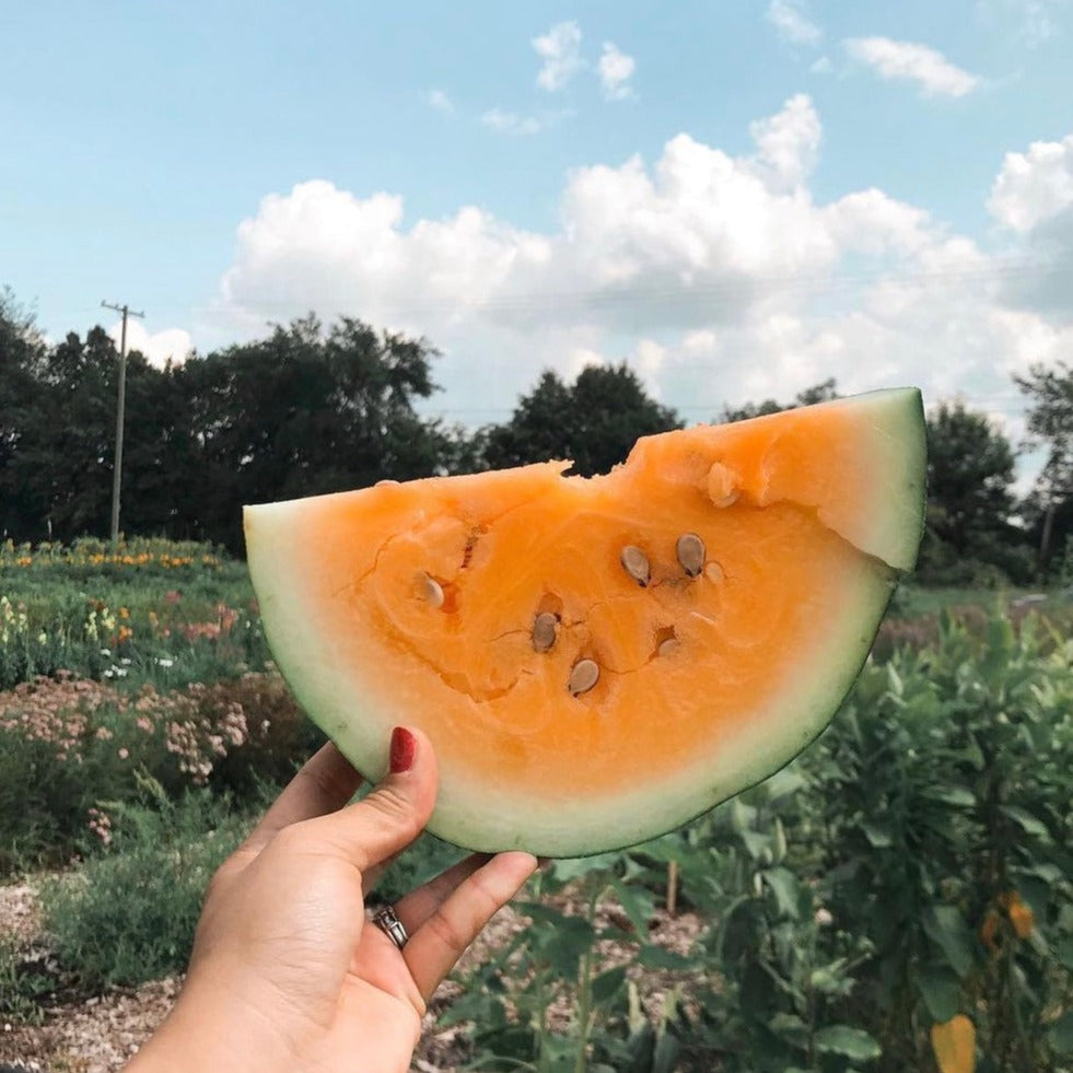 Orangeglo Watermelon by MIgardener