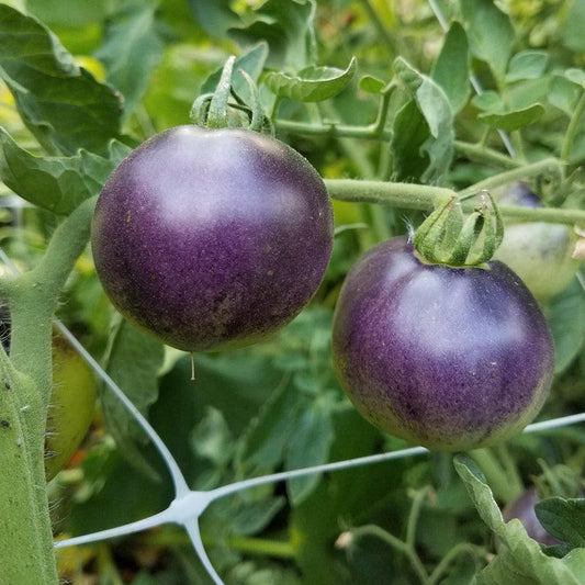 Indigo Apple Tomato Seeds (Organic), image 2 of 3