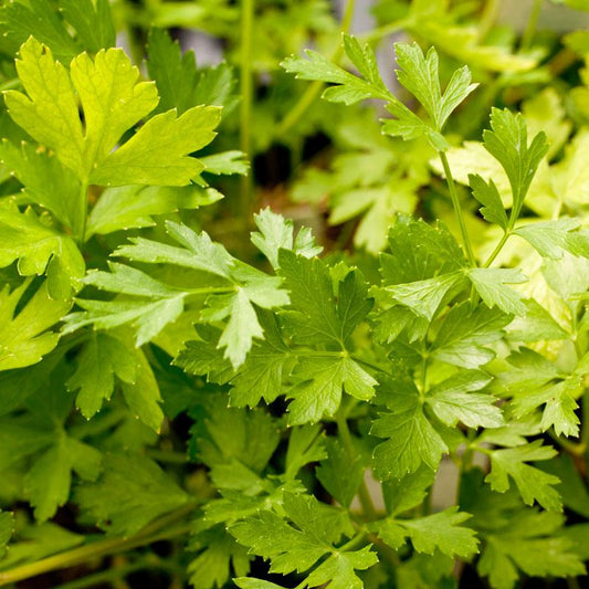 Italian Parsley Seeds (Organic), Garden from Grow Organic