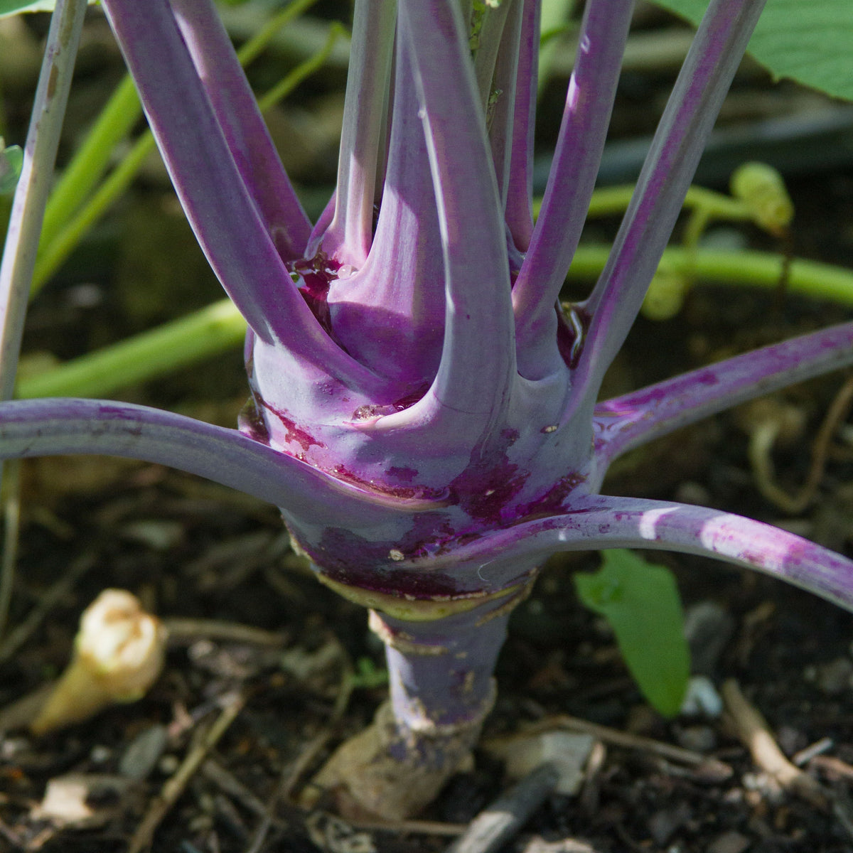 Purple Vienna Kohlrabi by MIgardener