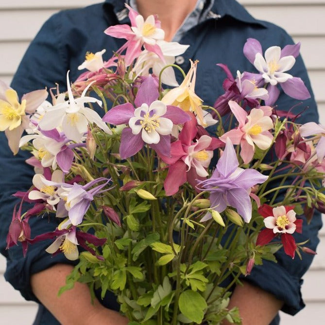 Giant Mckenna Mix Columbine by MIgardener