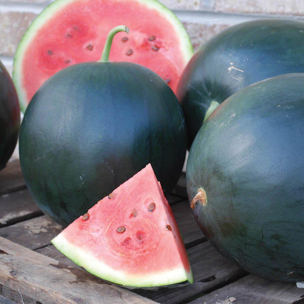 Black Diamond Watermelon by MIgardener