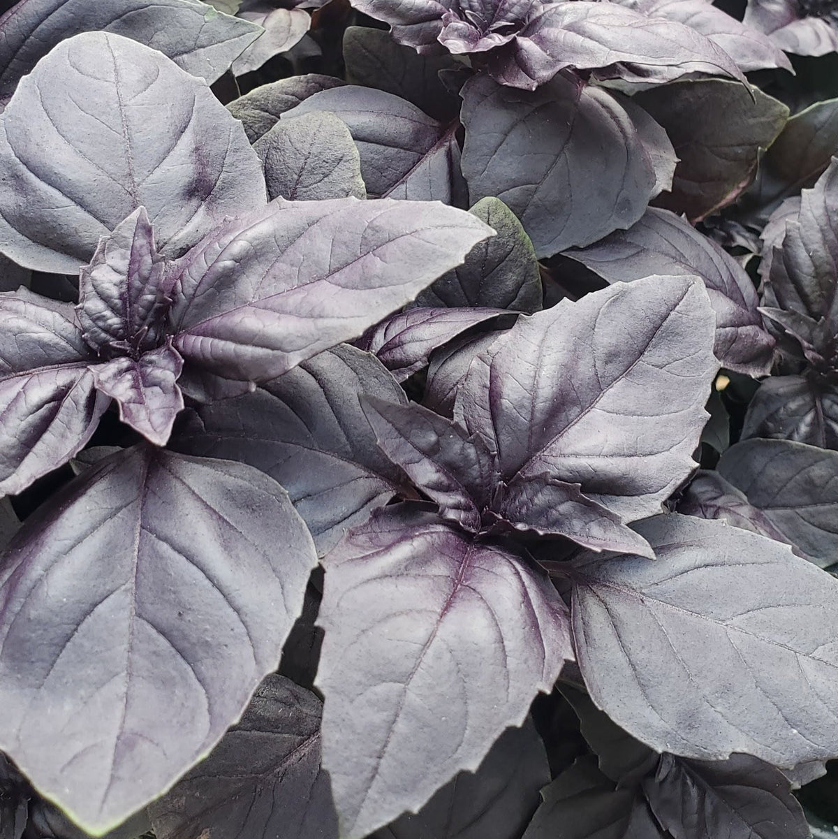 Dark Opal Basil by MIgardener