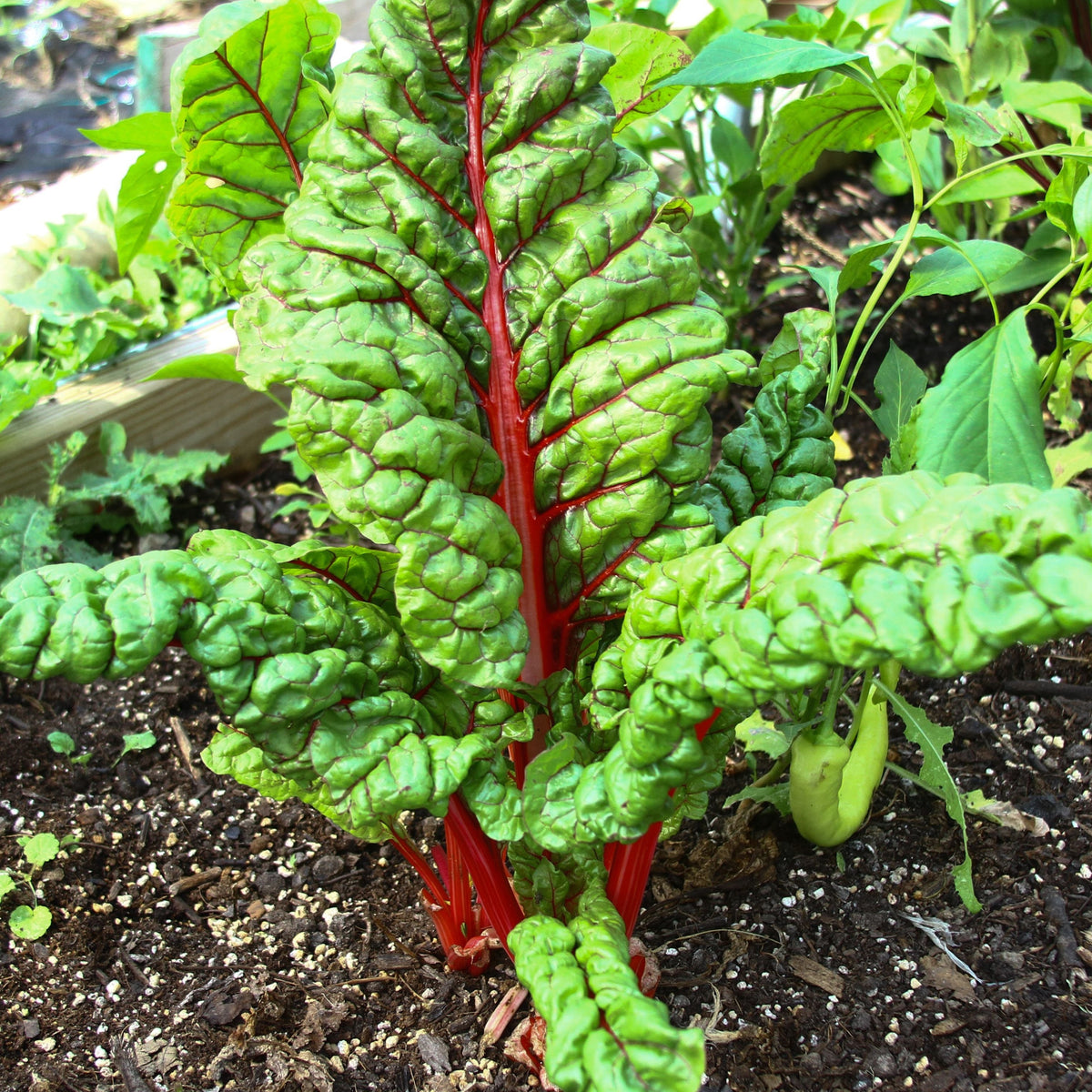 Rhubarb Swiss Chard by MIgardener