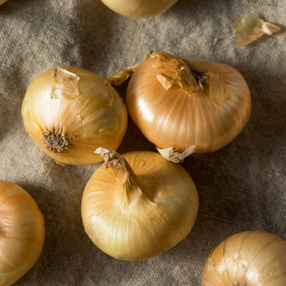 Cipollini Onion by MIgardener