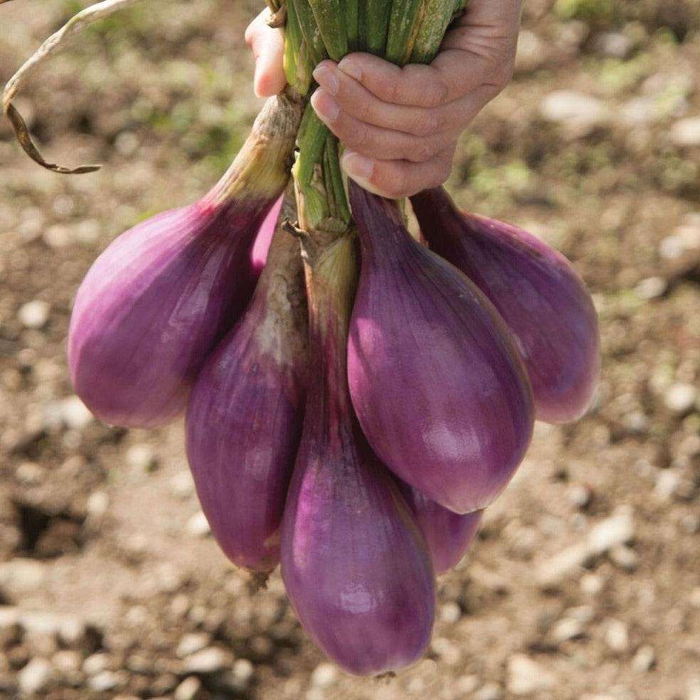 Red Long of Tropea Onion by MIgardener