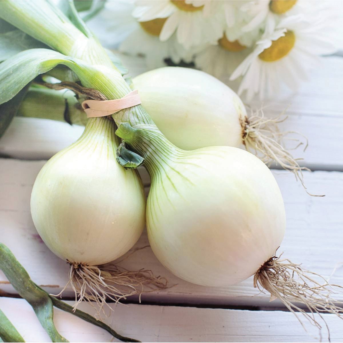 Pompeii Onion by MIgardener
