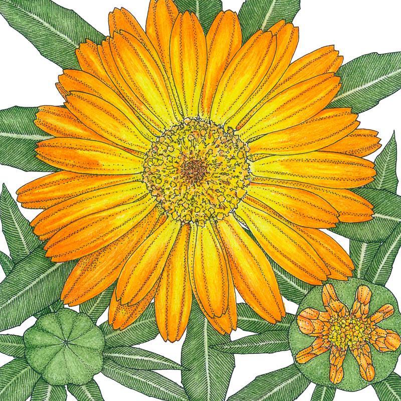 Orange Calendula Seeds (Organic), image 2 of 2