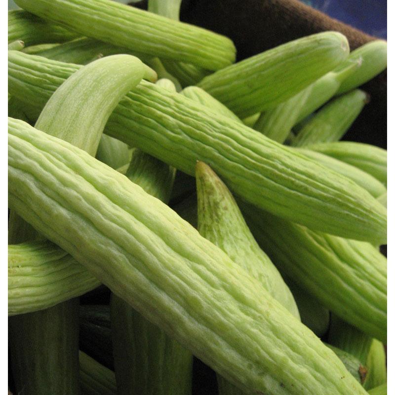 Sweet Green Armenian Cucumber Seeds (Organic), image 2 of 2