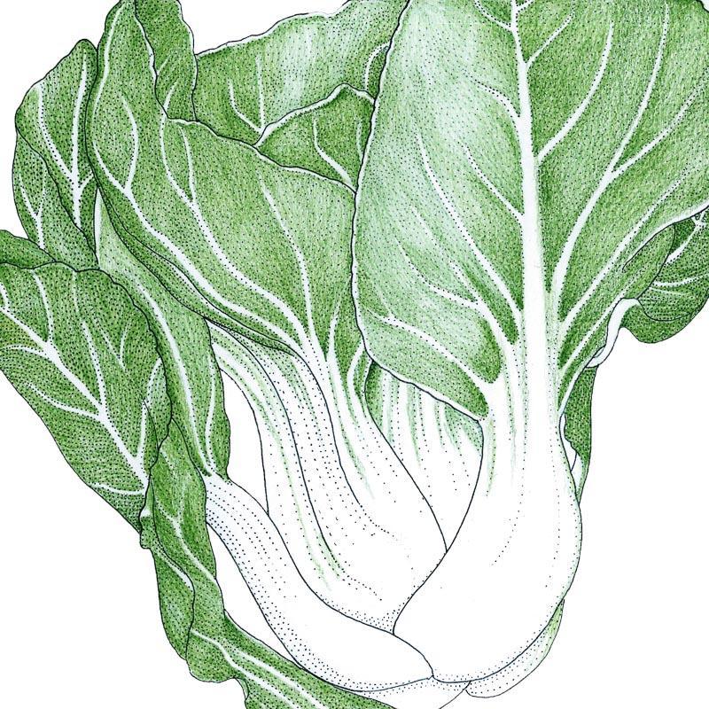 Pak Choi Baby Shanghai Greens Seeds (Organic), Garden from Grow Organic