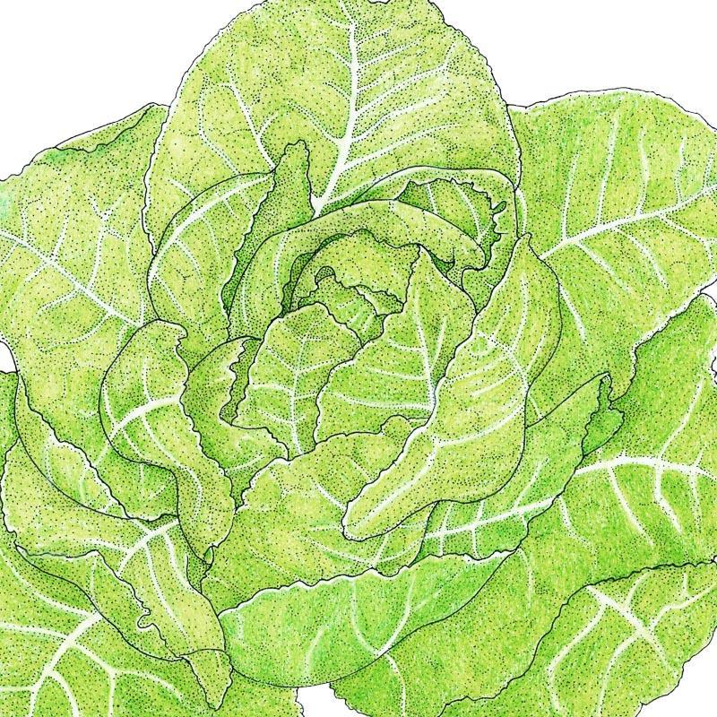 Romaine, Jericho Lettuce Seeds (Organic), Garden from Grow Organic