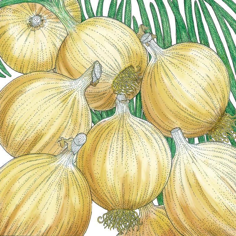Cortland Onion Seeds (Organic), Garden from Grow Organic