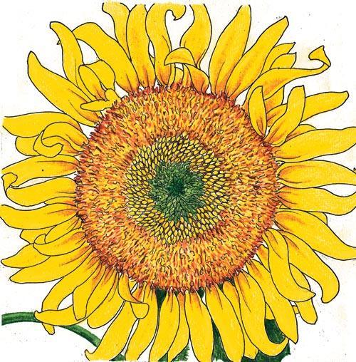 Russian Mammoth Sunflower Seeds (Organic), Garden from Grow Organic