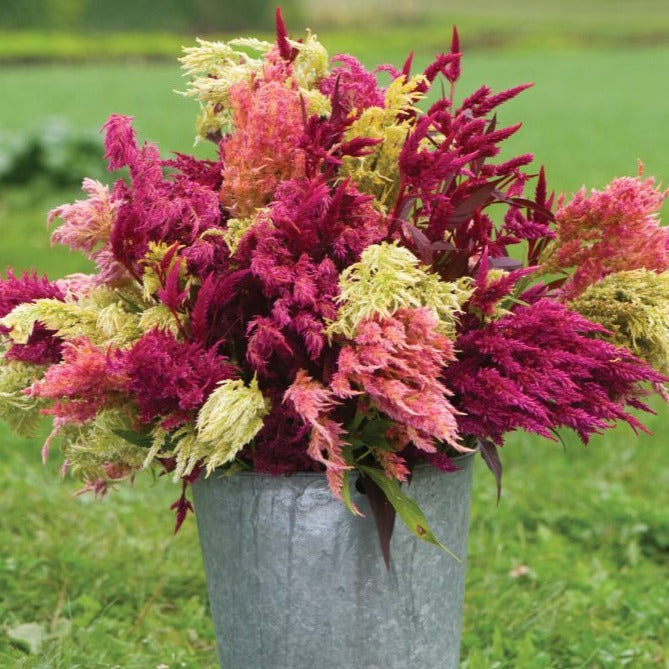 Pampas Plume Celosia by MIgardener