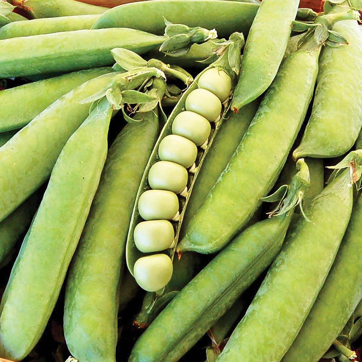 Thomas Laxton Pea by MIgardener