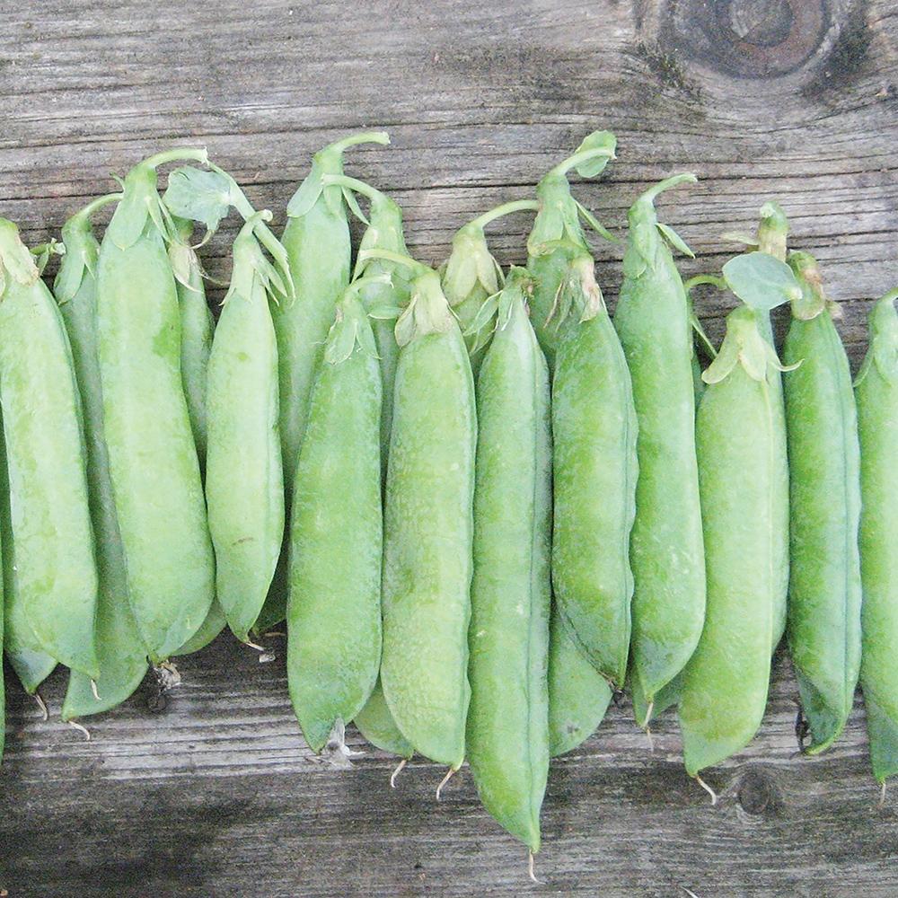 Tall Telephone Pea by MIgardener