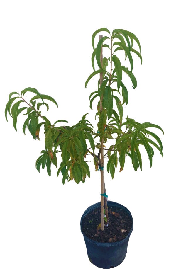 Tropic Beauty Dwarf Peach Tree Grafted Low Chill, Self-Fertile, Sweet & Juicy Fruit for Warm Climates, Fruit Trees from Everglades Farm