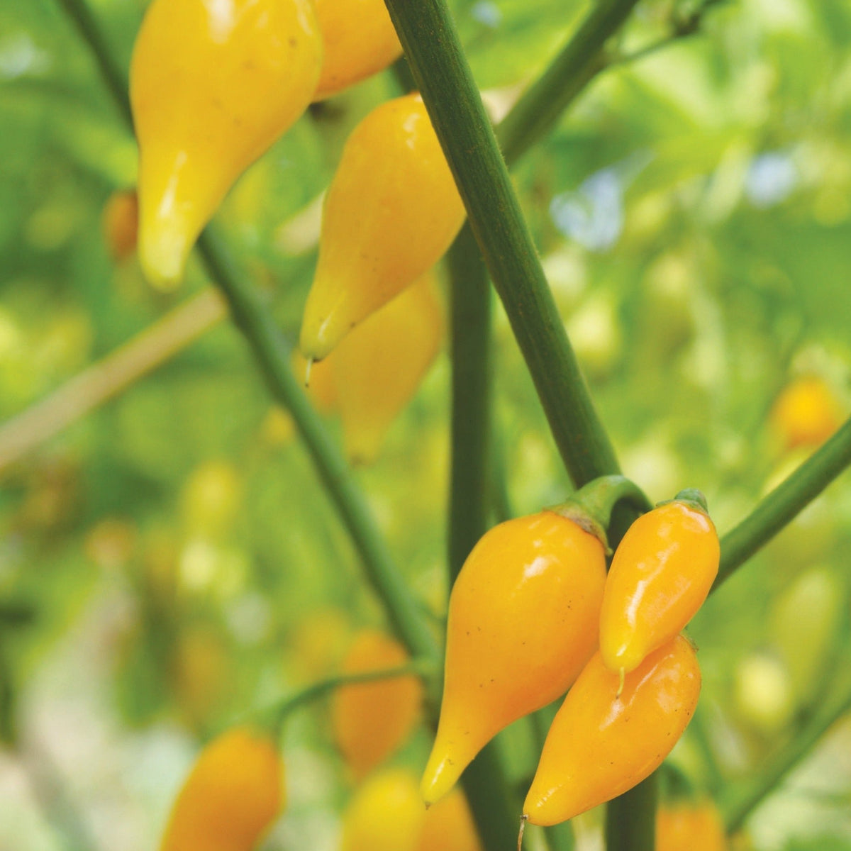 Biquinho Yellow Piquillo Pepper by MIgardener