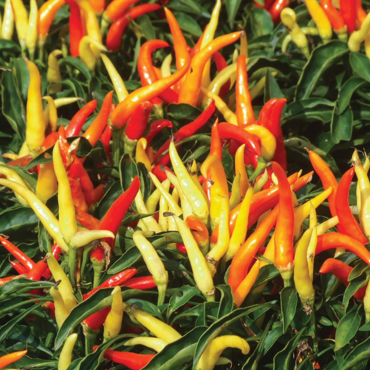 Fire & Ice Pepper by MIgardener