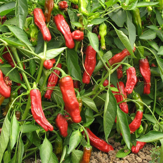 Shishito Pepper Seeds (Organic), image 2 of 3