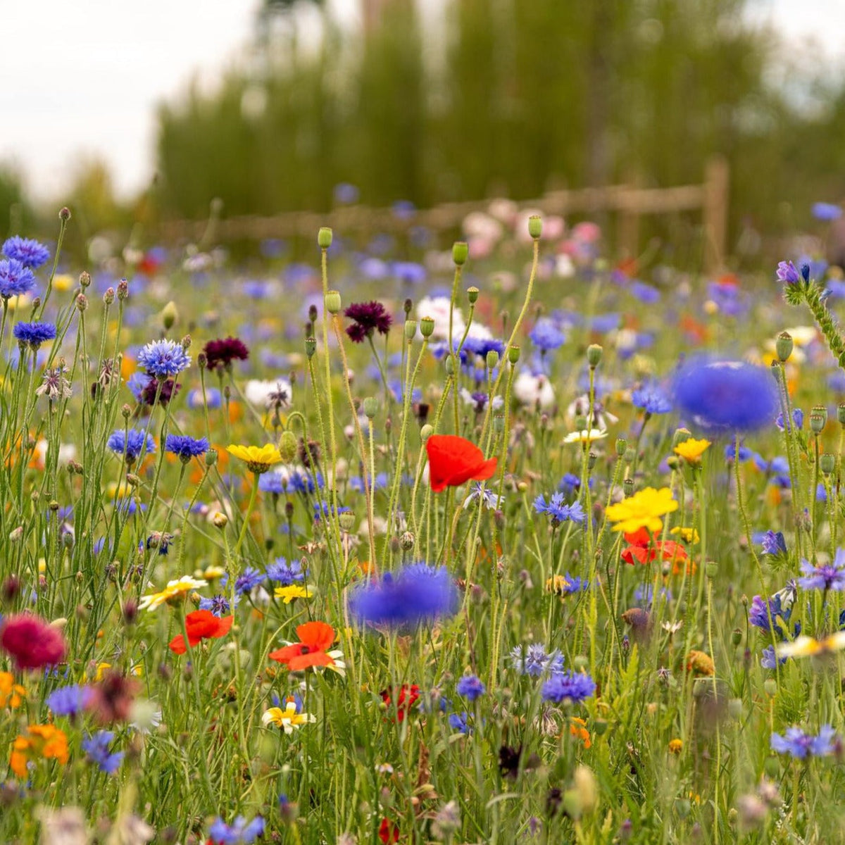 Grow Your Own Pollinator Kit by MIgardener