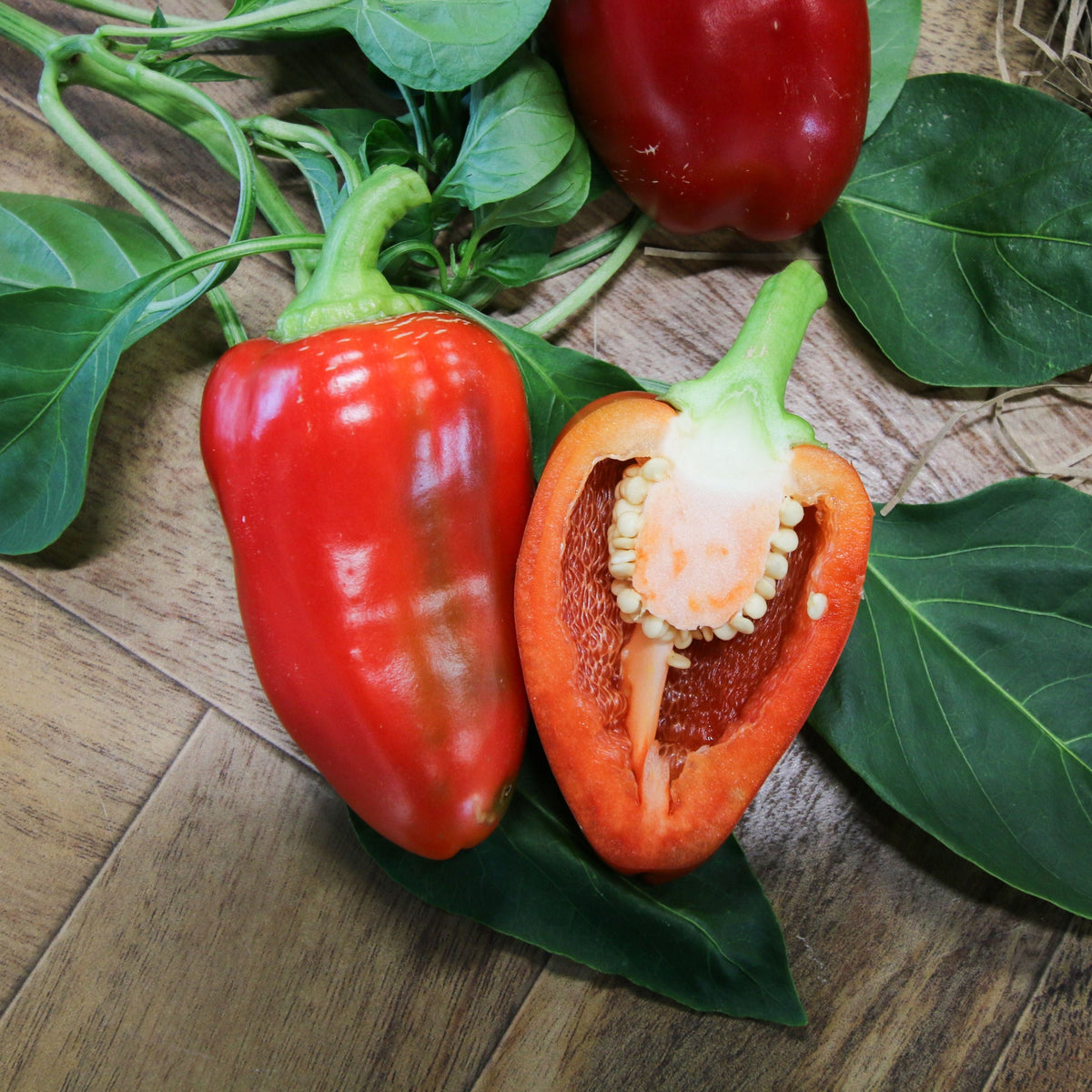 Pimento Pepper by MIgardener