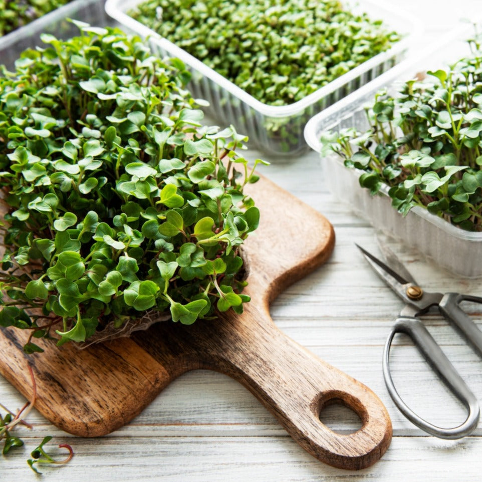 Radish Microgreen - 1 ounce by MIgardener