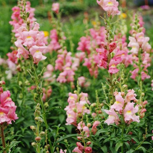 Rose Snapdragon by MIgardener