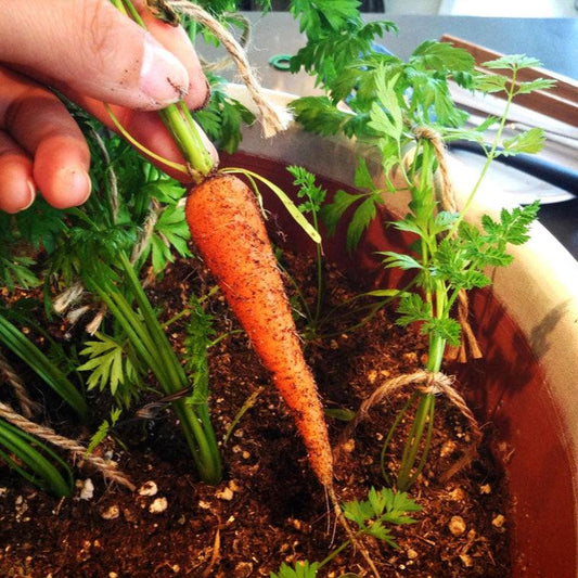 Little Finger Carrot Seeds (Organic), Garden from Grow Organic