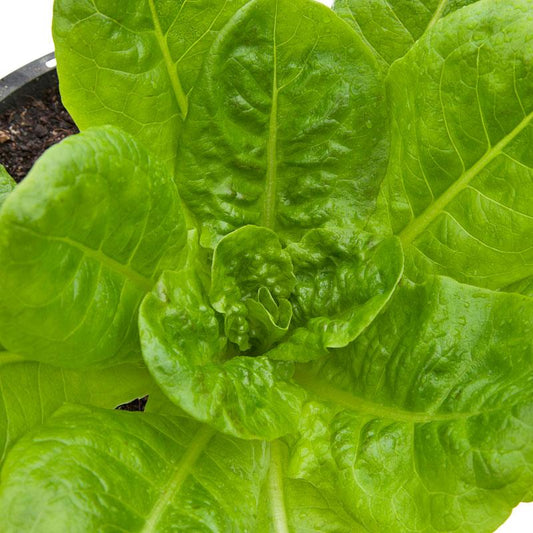 Buttercrunch Lettuce Seeds (Organic), image 2 of 2