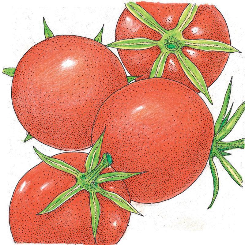 Burbank Tomato Seeds (Organic), image 2 of 2