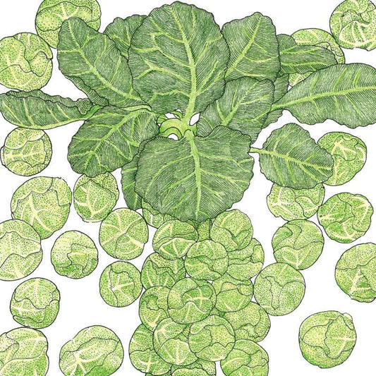 Darkmar 21 Brussels Sprouts Seeds (Organic), Garden from Grow Organic