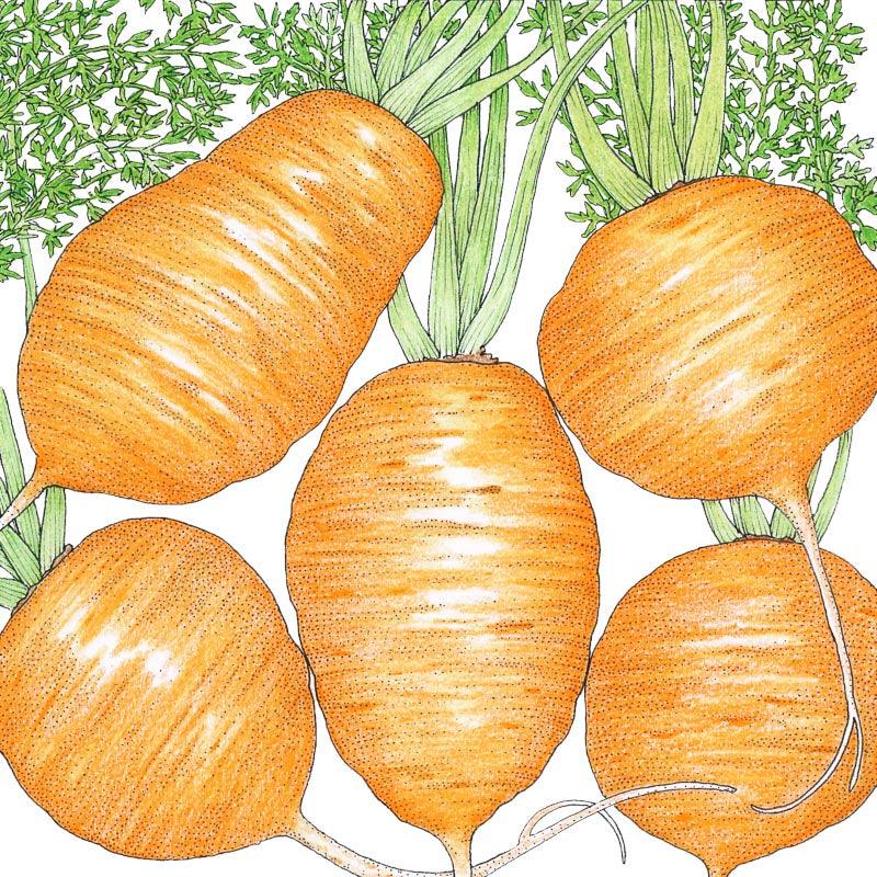 Parisian Carrot Seeds (Organic), Garden from Grow Organic