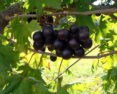 Southern Home Muscadine Hybrid Super Sweet Grape Plant, image 3 of 3
