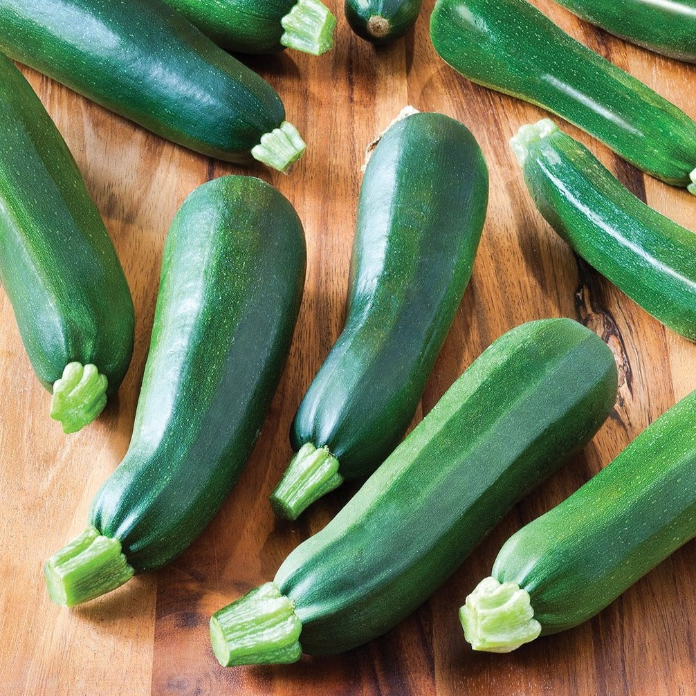 Zucchini Black Beauty by MIgardener