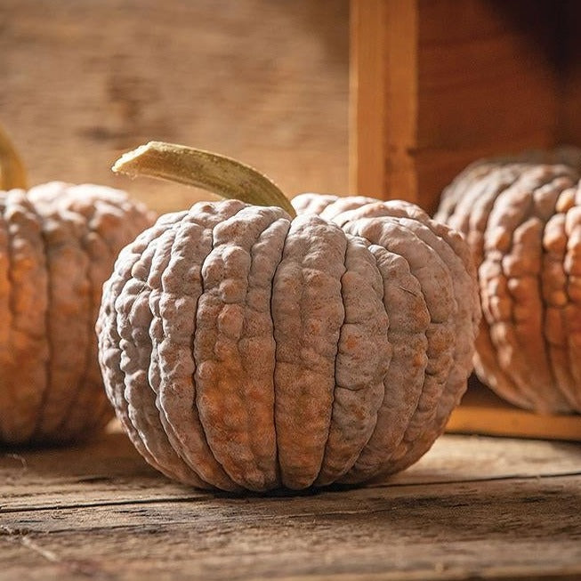 Black Futsu Squash by MIgardener