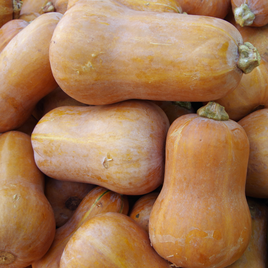 Honeynut Squash by MIgardener