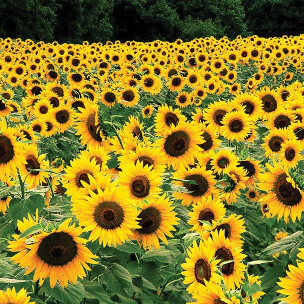 Black Russian Sunflower by MIgardener