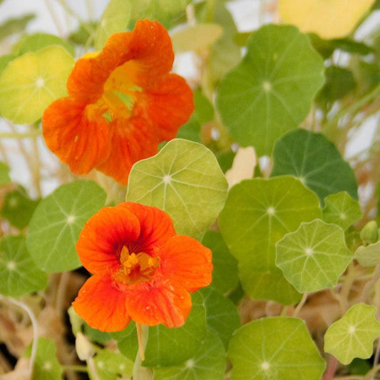 Nasturtium, Dwarf Jewel Mix (lb), Garden from Grow Organic