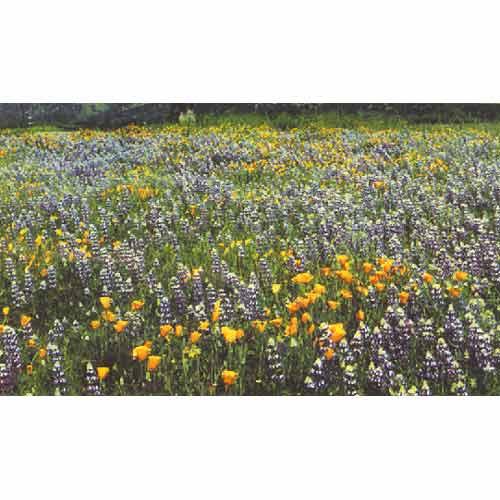 California Native Blue & Gold Wildflower Mix (1/4 lb), Garden from Grow Organic
