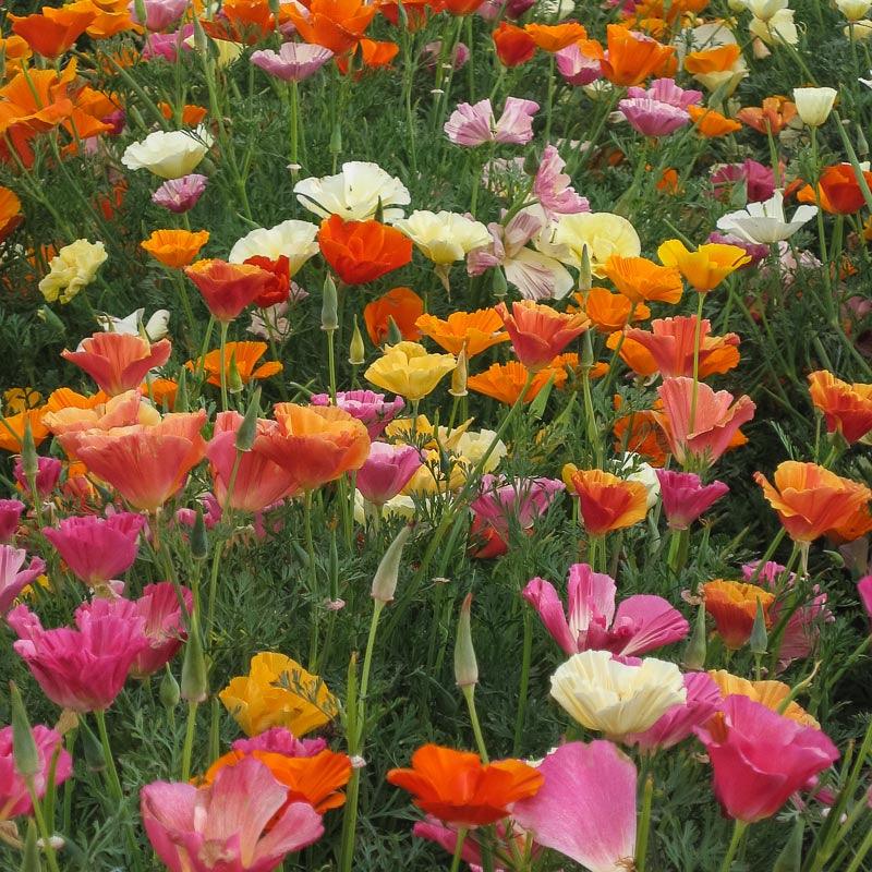 California Poppy, Mission Bells (1/4 lb), Garden from Grow Organic