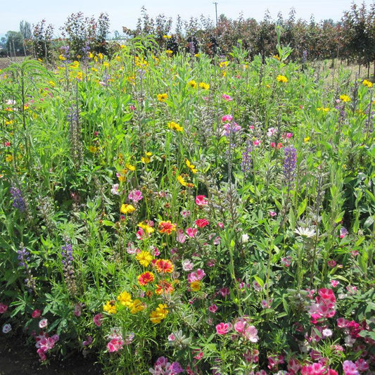 Clay Soil Loving Native Wildflower Mix (1/4 lb), image 2 of 2