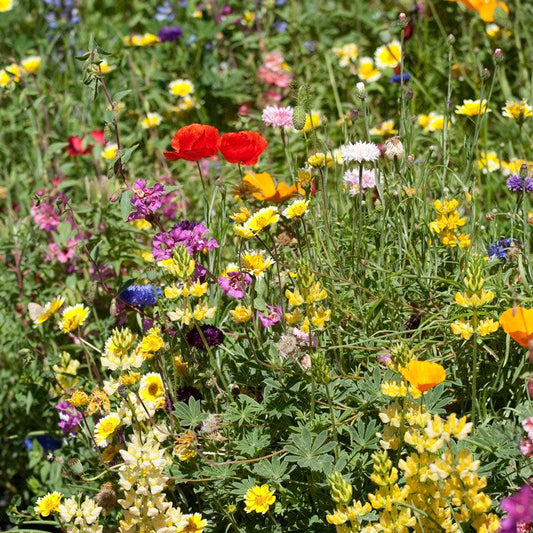 California Brilliant Wildflower Mix (1/4 lb), image 2 of 2