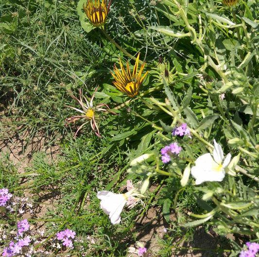 California Perennial Wildflower Mix (1/4 lb), Garden from Grow Organic