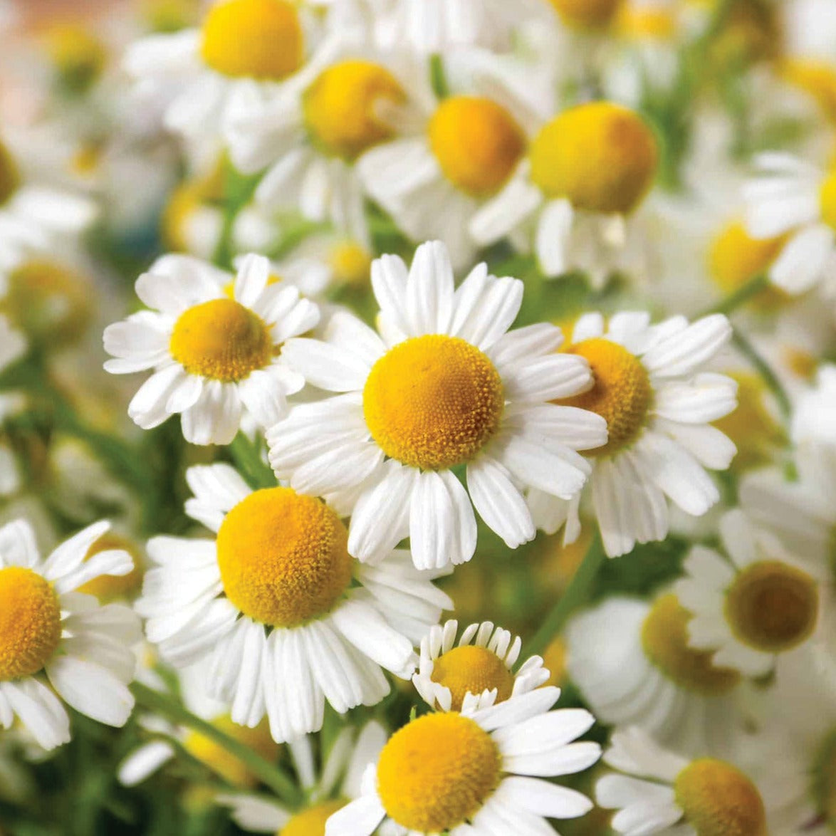 Roman Chamomile by MIgardener
