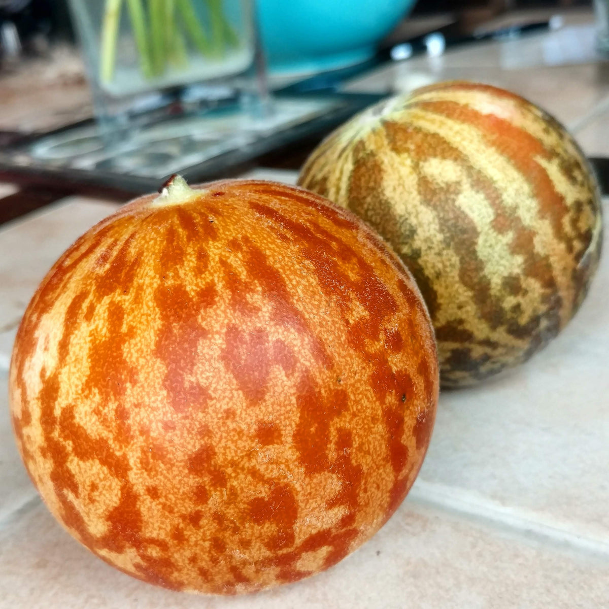 Tigger Melon by MIgardener