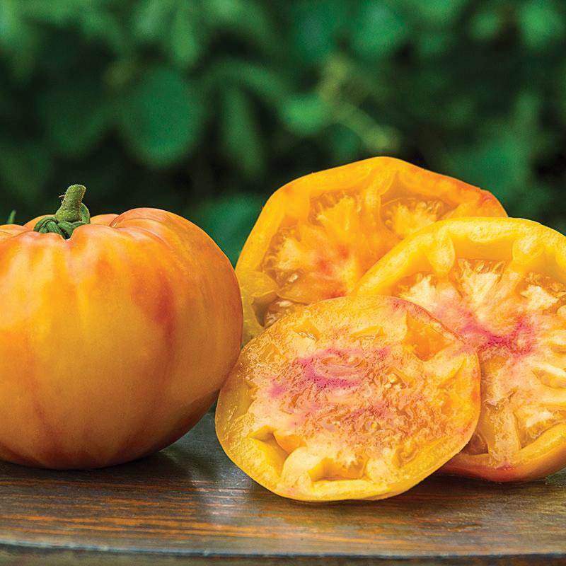 Gold Medal Tomato by MIgardener