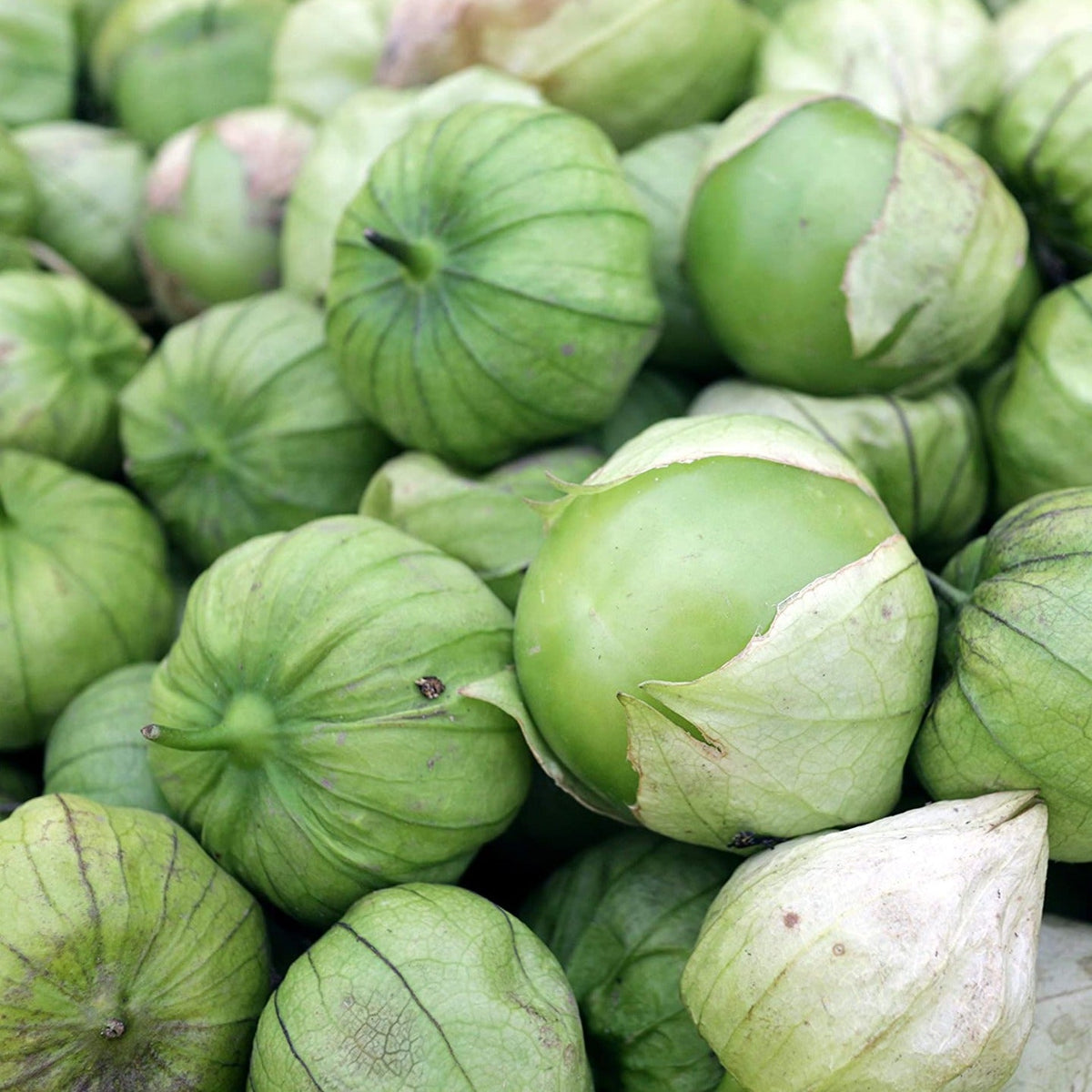Rio Grande Verde Tomatillo by MIgardener