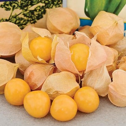 Aunt Molly's Ground Cherry by MIgardener